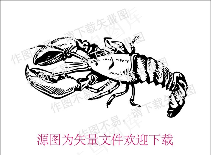 矢量龙虾线描图片ai矢量模版下载