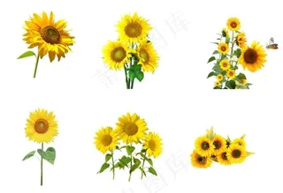 向日葵图片