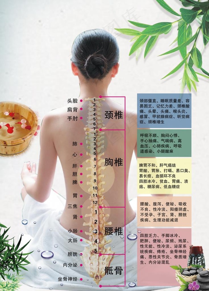 女士经络图图片