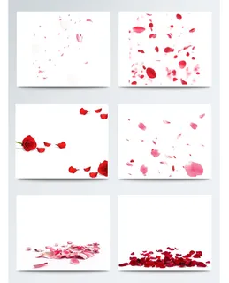 花瓣 玫瑰花瓣 花瓣背景图片