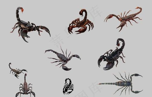 蝎子图片