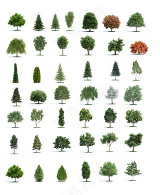 各种景观树图片