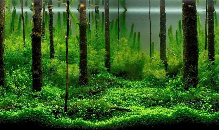鱼缸造景艺术 高清实景拍菜鸟图库片