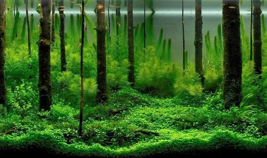 鱼缸造景艺术 高清实景拍菜鸟图库片 鱼缸造景艺术 高清实景拍菜鸟图库片