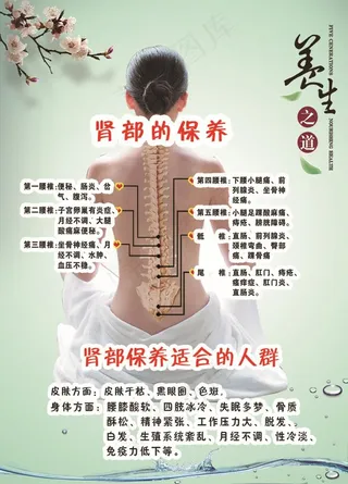 肾部的保养图片