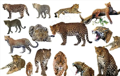 豹子png免扣图片 豹子png免扣图片