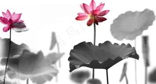 水墨荷花图片