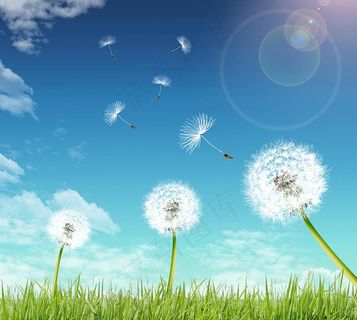 蓝天白云草地蒲公英图片