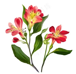 手绘花草 牡丹花园 元素素材图片