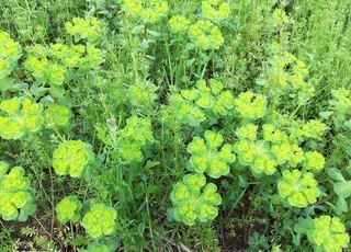 中草药泽膝猫眼路边野草图片