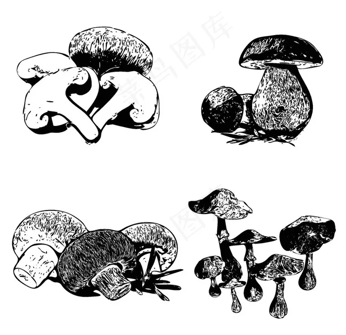 素描菌菇图片ai矢量模版下载