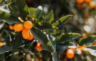 结果的金桔树图片