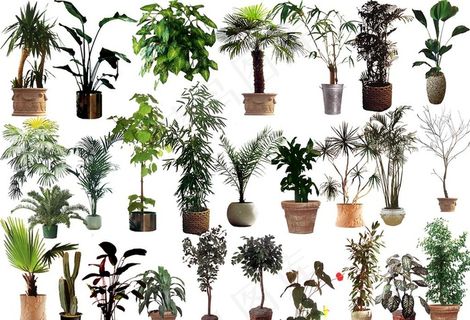 盆栽图片 盆栽图片