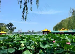 大明湖荷花图片