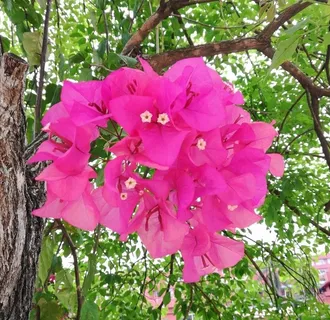 三角梅花卉图片