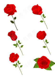 玫瑰图片 玫瑰图片