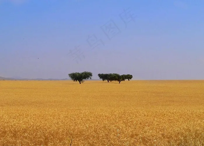 小麦场图片