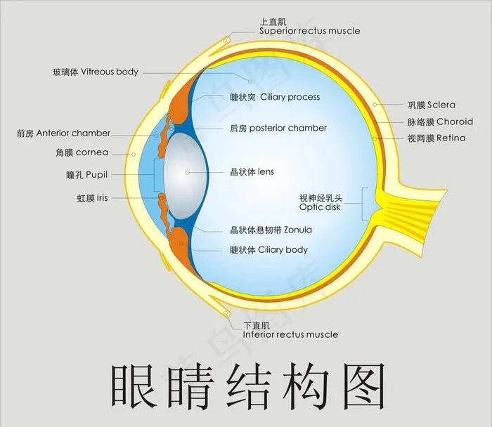 眼球海报图片cdr矢量模版下载