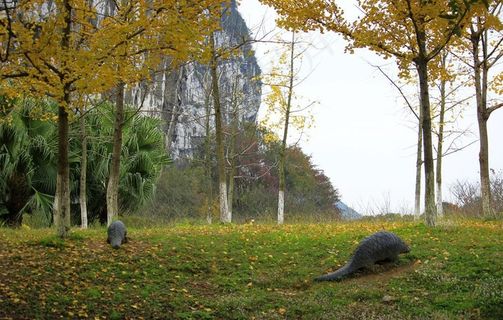 银杏穿山甲图片