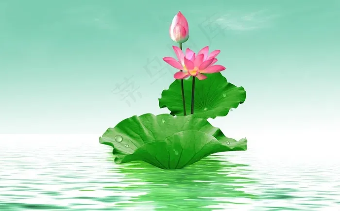 荷花图片(2551X1665(DPI:300))psd模版下载