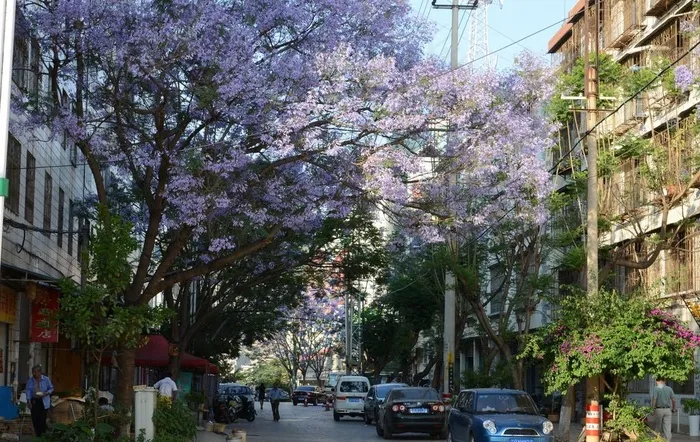 文山蓝花楹图片