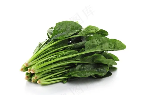 菠菜图片 菠菜图片