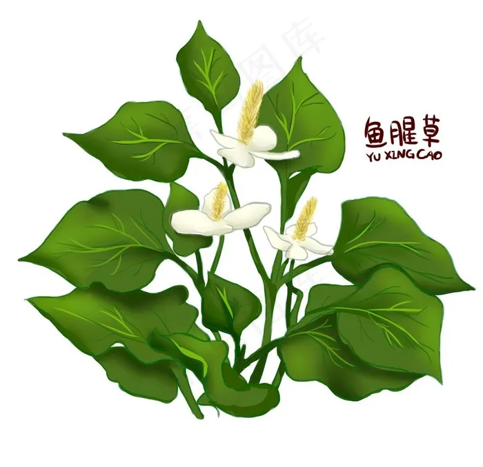 手绘鱼腥草图片psd模版下载