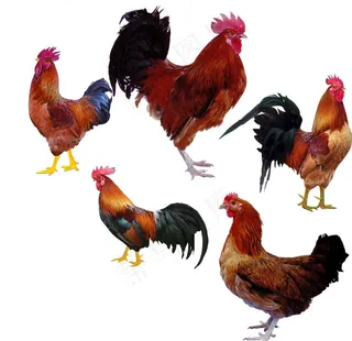 公鸡图片