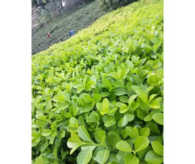 冬青图片 冬青图片