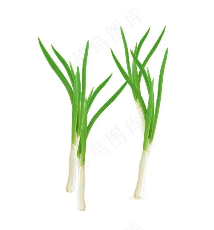 葱图片ai矢量模版下载