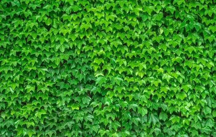 植物墙图片
