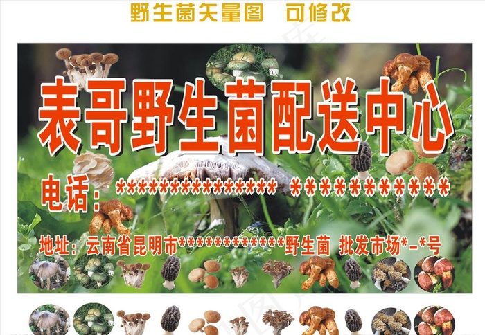 野生菌 菌子图图片