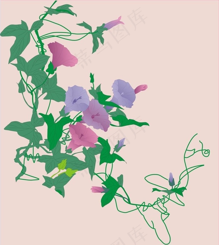 牵牛花图片cdr矢量模版下载