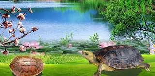 金钱龟饲养场图片