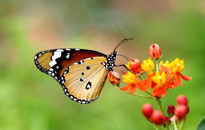 蝴蝶图片
