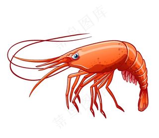 手绘虾图片