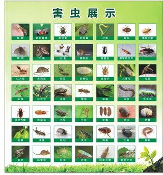 害虫昆虫图片