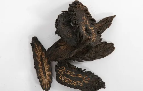 肉苁蓉图片 肉苁蓉图片