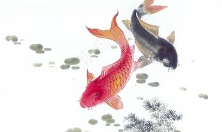 国画鲤鱼图片