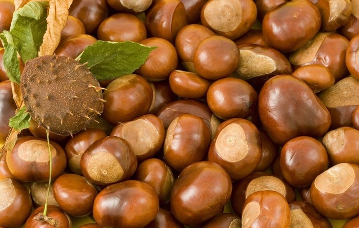 板栗图片