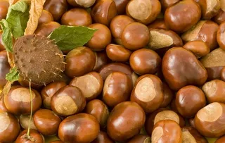 板栗图片