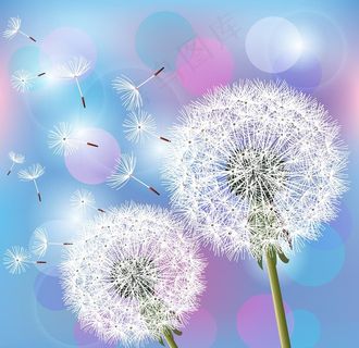 蒲公英矢量图片