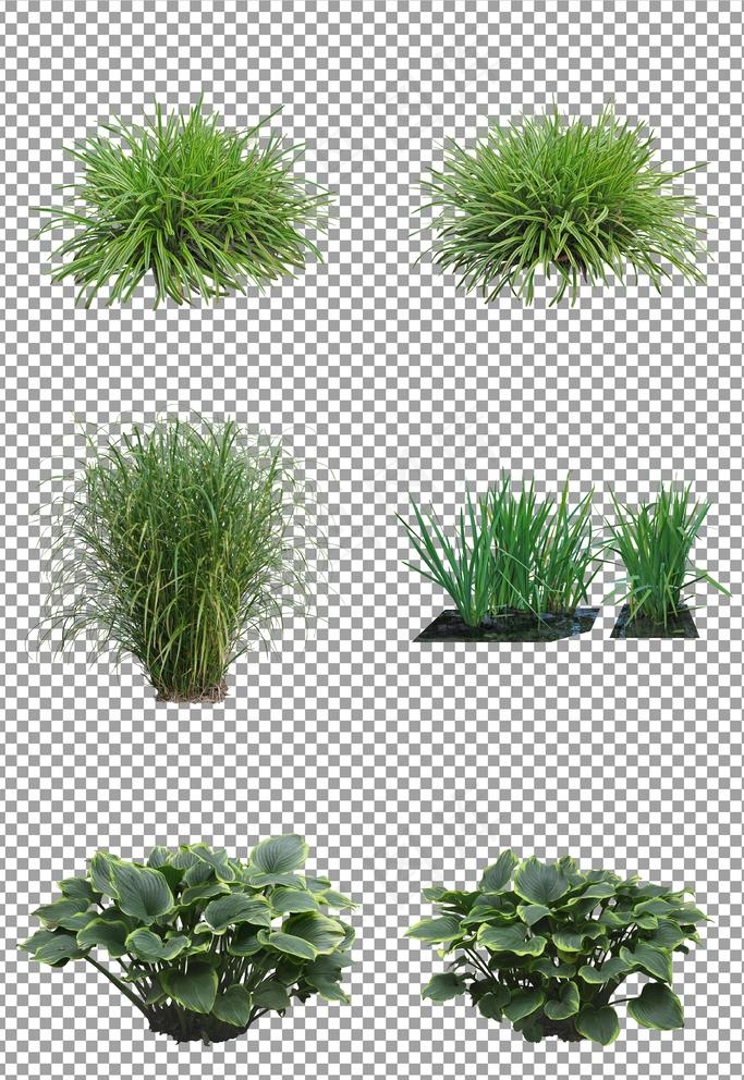 清新花草草丛图片