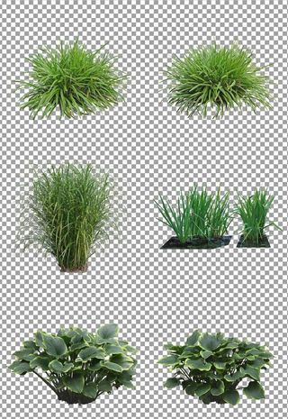 清新花草草丛图片