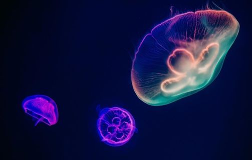 水母图片