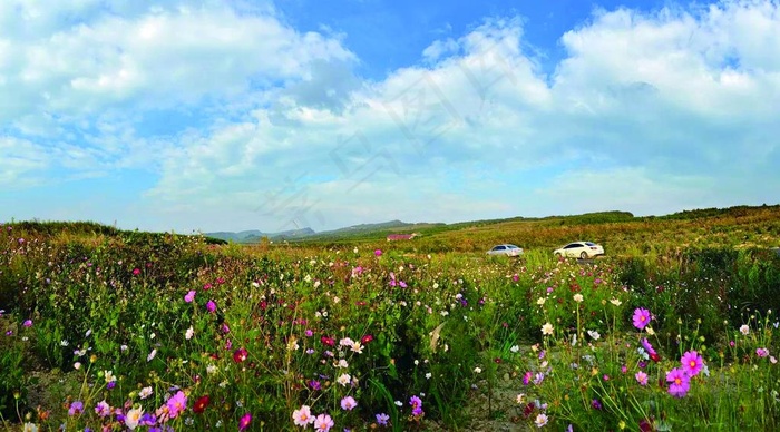 格桑花草原图片