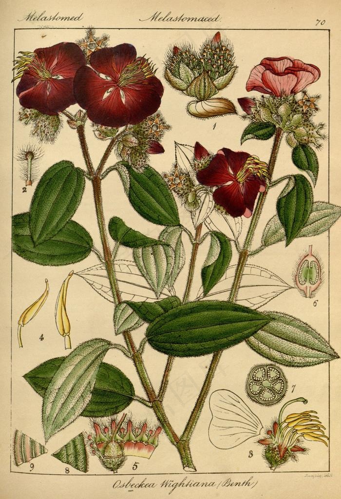 欧式美式手绘自然植物本草插画图片