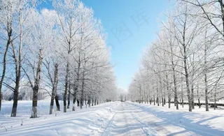 冬日雪地树林图片