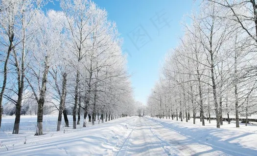 冬日雪地树林图片 冬日雪地树林图片