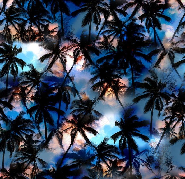 椰子树图片